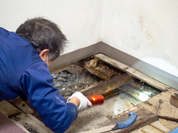 Trusted Iona, FL Mold Removal Experts