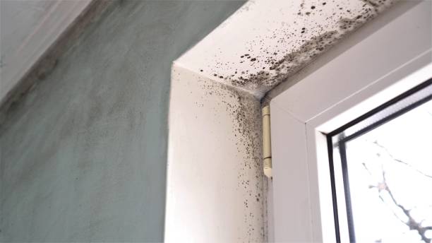 Mold Removal Process in Iona, FL