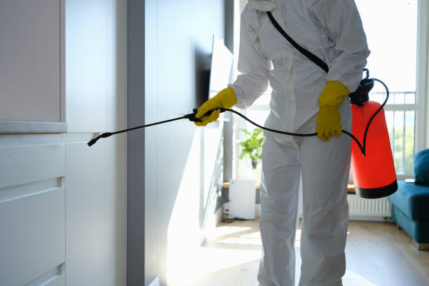 Best Mold Removal Process  in Iona, FL