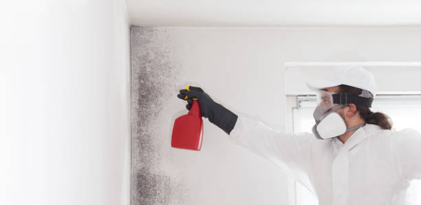 Best Black Mold Removal  in Iona, FL