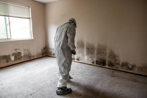 Best Residential Mold Removal  in Iona, FL