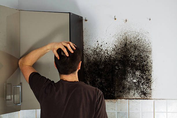 Best Residential Mold Removal  in Iona, FL